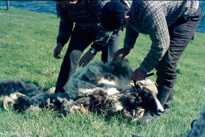 Sheep shearing with knife - Schapen scheren met mes