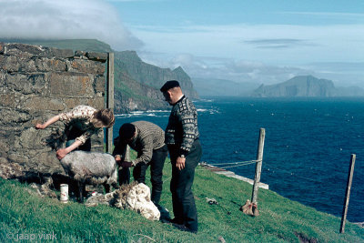 Sheep shearing and caretaking - Schaap scheren en verzorgen