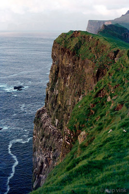 Breeding Northern Gannets on a cliff ridge - Broedende Jan-van-Genten op een klifrand