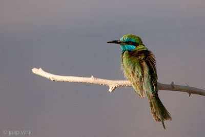 Green bee-eater - Kleine Groene Bijeneter - Merops orientalis