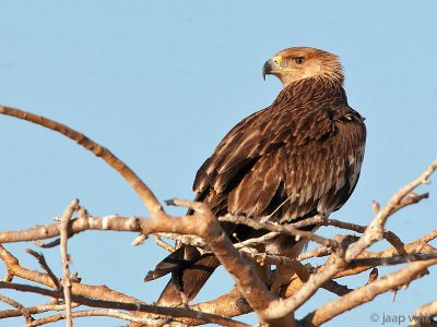 Eastern Imperial Eagle - Keizerarend - Aquila heliaca