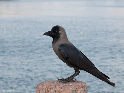 House Crow - Huiskraai - Corvus splendens