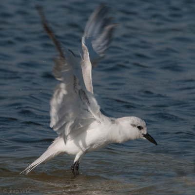 Gull-billed Tern - Lachstern - Gelochelidon nilotica