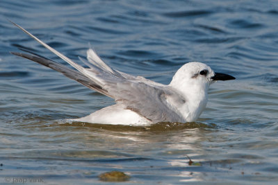 Gull-billed Tern - Lachstern - Gelochelidon nilotica