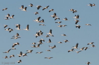 White Stork - Ooievaar - Ciconia ciconia