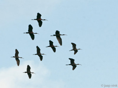 Glossy Ibis - Zwarte Ibis - Plegadis facinellus