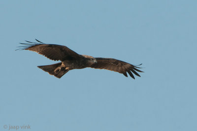 Black Kite - Zwarte Wouw - Milvus migrans