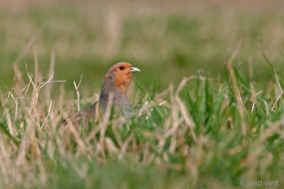 Grey Partridge - Patrijs - Perdix perdix