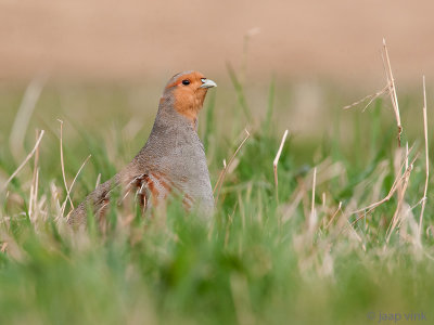 Grey Partridge - Patrijs - Perdix perdix