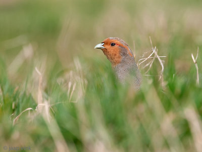 Grey Partridge - Patrijs - Perdix perdix