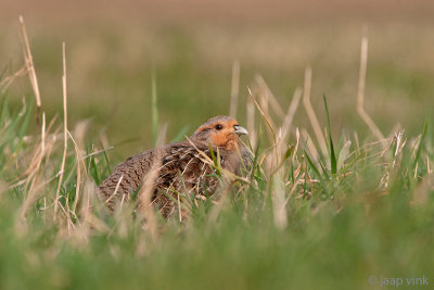 Grey Partridge - Patrijs - Perdix perdix