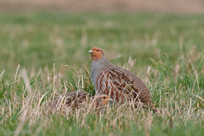 Grey Partridge - Patrijs - Perdix perdix