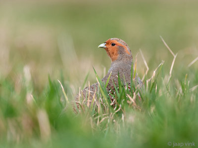 Grey Partridge - Patrijs - Perdix perdix