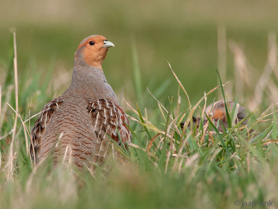 Grey Partridge - Patrijs - Perdix perdix