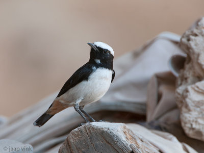 South Arabian Wheatear - Arabische Rouwtapuit - Oenanthe lugentoides