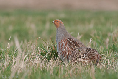 Grey Partridge - Patrijs - Perdix perdix