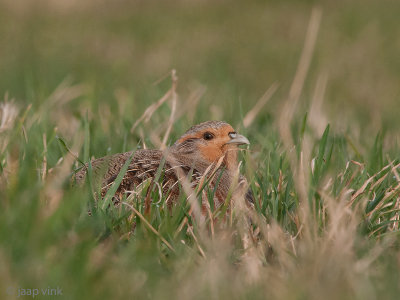 Grey Partridge - Patrijs - Perdix perdix