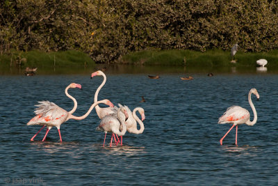 Greater Flamingo - Flamingo - Phoenicopterus ruber
