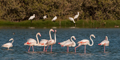 Greater Flamingo - Flamingo - Phoenicopterus ruber