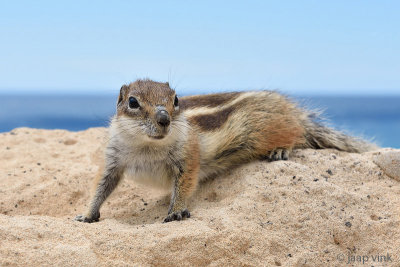 Barbary Ground Squirrel - Barbarijse Grondeekhoorn -  Atlantoxerus getulus