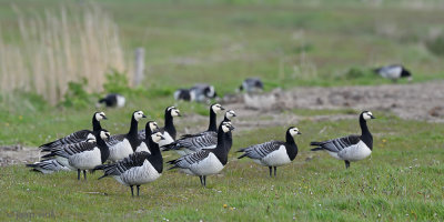 Barnacle Goose - Brandgans - Branta leucopsis