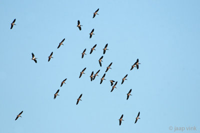 Abdim's Stork - Abdim Ooievaar - Ciconia abdimii