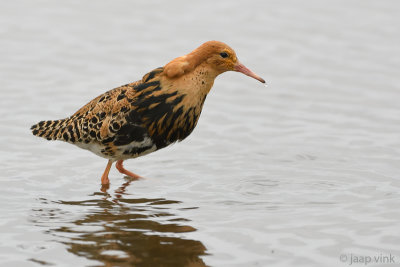 Ruff - Kemphaan - Philomachus pugnax