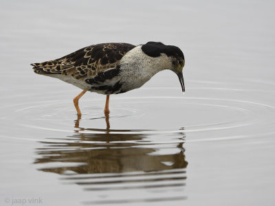 Ruff - Kemphaan - Philomachus pugnax