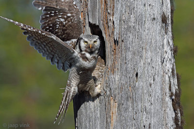 Hawk Owl - Sperweruil - Surnia ulula