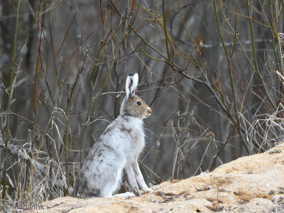 Mountain Hare - Sneeuwhaas - Lepus timidus