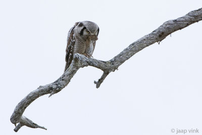 Hawk Owl - Sperweruil - Surnia ulula