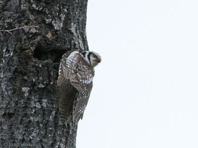 Hawk Owl - Sperweruil - Surnia ulula