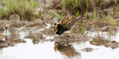 Ruff - Kemphaan - Philomachus pugnax