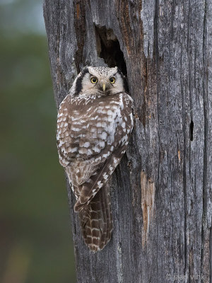 Hawk Owl - Sperweruil - Surnia ulula