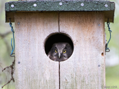 Tengmalm's Owl - Ruigpootuil - Aegolius funereus