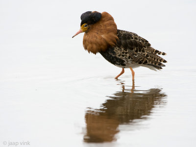 Ruff - Kemphaan - Philomachus pugnax