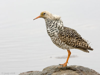 Ruff - Kemphaan - Philomachus pugnax