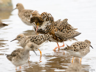 Ruff - Kemphaan - Philomachus pugnax