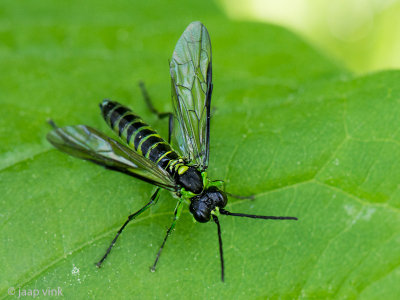 Green-legged Sawfly - Bladwesp - Tenthredo mesomela