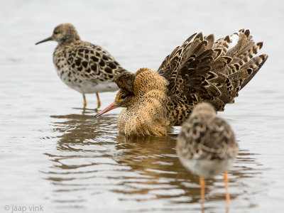 Ruff - Kemphaan - Philomachus pugnax