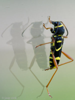 Wasp Beetle - Kleine Wespenbok - Clytus arietis