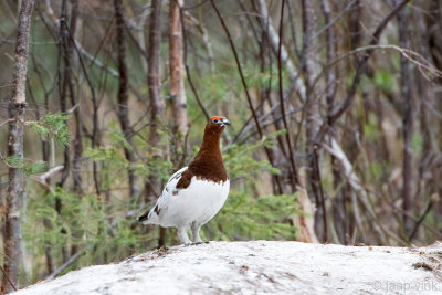 Williow Grouse - Moerassneeuwhoen - Lagopus lagopus