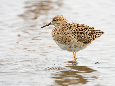 Ruff - Kemphaan - Philomachus pugnax