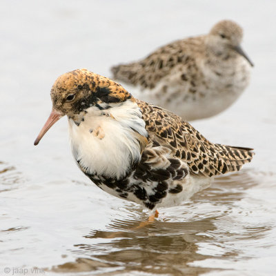 Ruff - Kemphaan - Philomachus pugnax