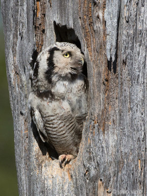Hawk Owl - Sperweruil - Surnia ulula