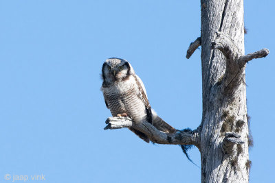 Hawk Owl - Sperweruil - Surnia ulula