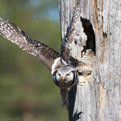 Hawk Owl - Sperweruil - Surnia ulula