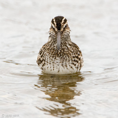 Broad-billed Sandpiper - Breedbekstrandloper - Limicola falcinellus