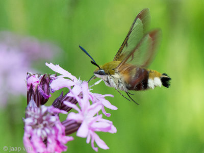 Broad-bordered Bee Hawk Moth - Glasvleugelpijlstaart - Hemaris fuciformis