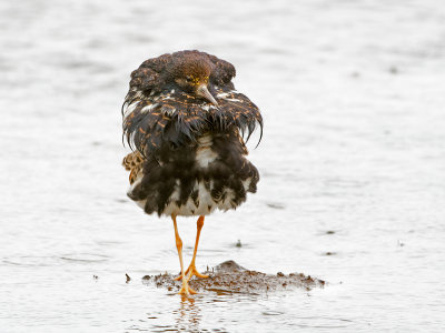 Ruff - Kemphaan - Philomachus pugnax